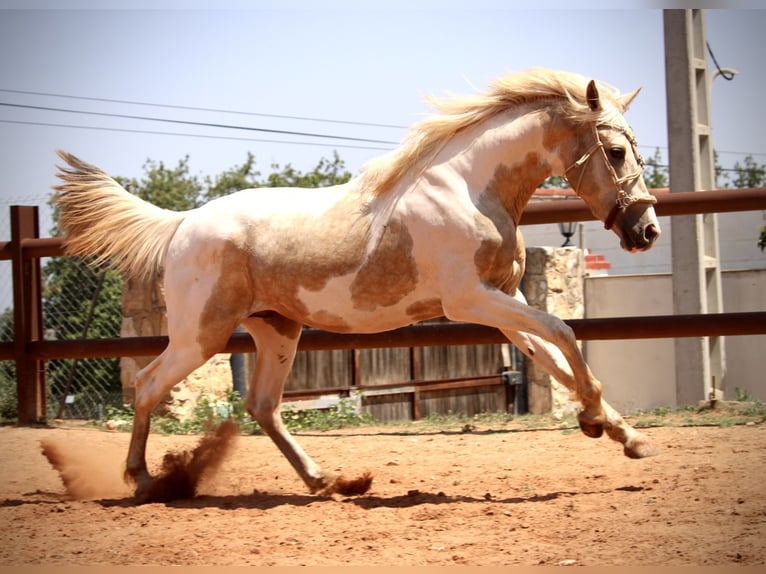 Lusitano Mix Hengst 2 Jaar 159 cm Overo-alle-kleuren in Valencia
