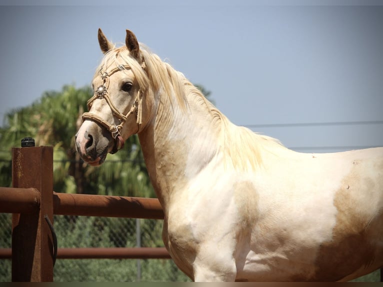 Lusitano Mix Hengst 2 Jaar 159 cm Overo-alle-kleuren in Valencia