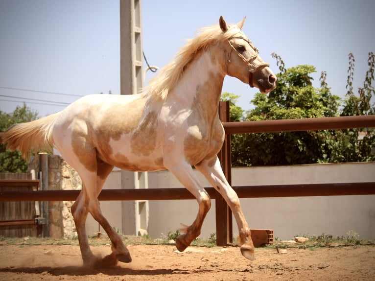 Lusitano Mix Hengst 2 Jaar 159 cm Overo-alle-kleuren in Valencia