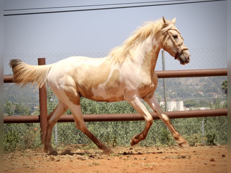 Lusitano Mix Hengst 2 Jaar 159 cm Overo-alle-kleuren in Valencia