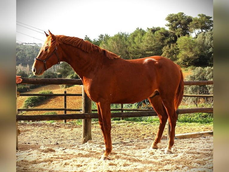 Lusitano Hengst 2 Jaar 159 cm Vos in Ribamar