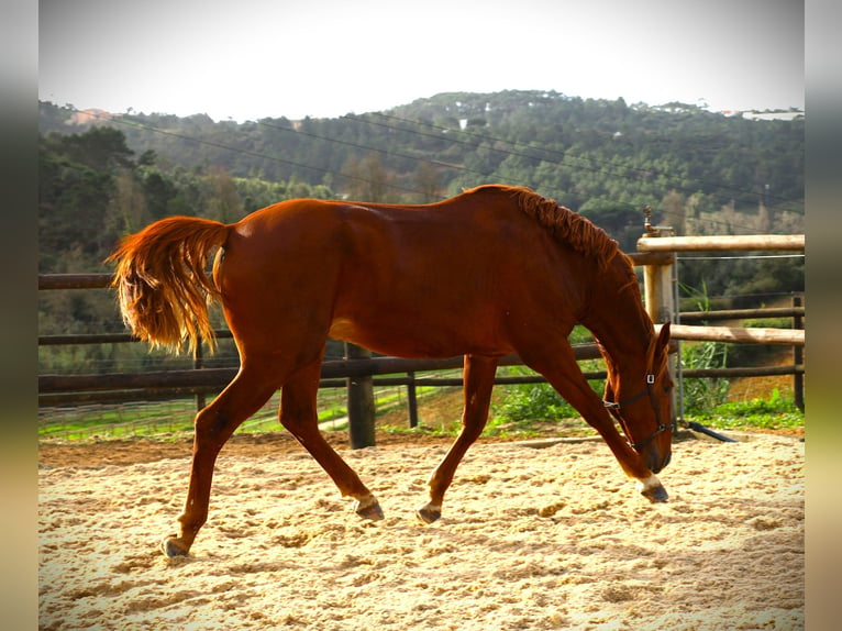 Lusitano Hengst 2 Jaar 159 cm Vos in Ribamar