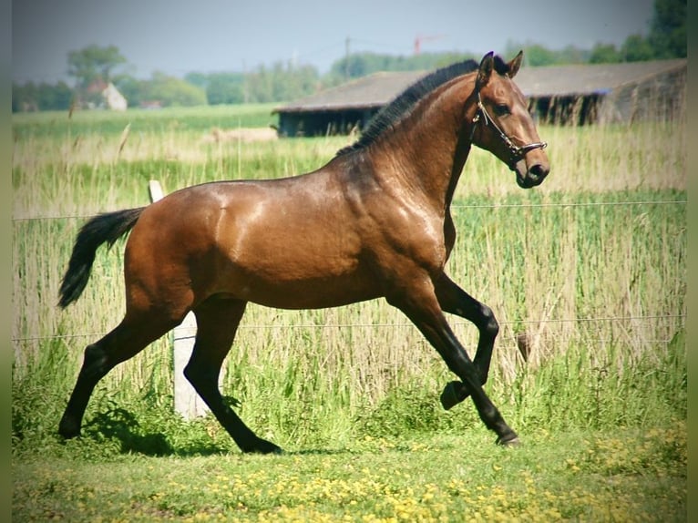 Lusitano Hengst 2 Jaar 160 cm Bruin in Bredene