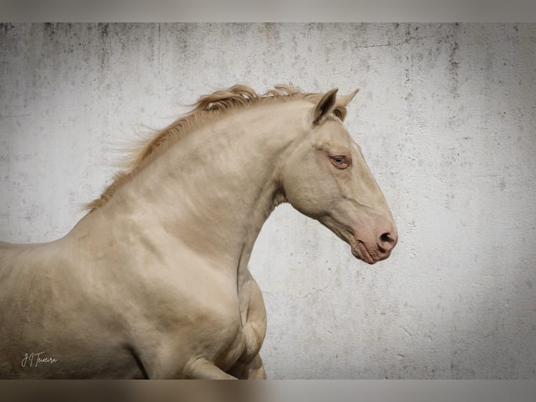 Lusitano Hengst 2 Jaar 160 cm Buckskin in Herborn