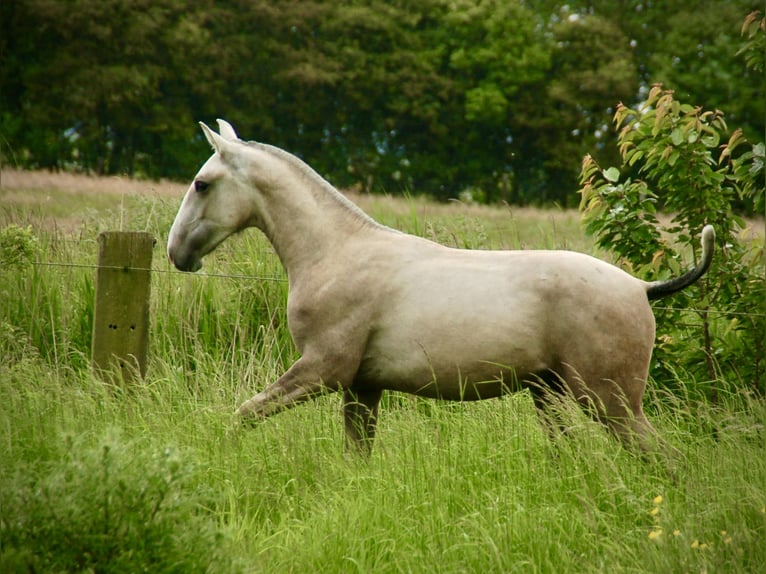 Lusitano Hengst 2 Jaar 160 cm kan schimmel zijn in Bredene