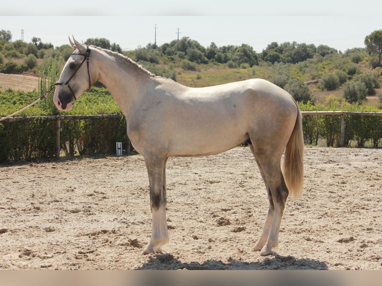 Lusitano Hengst 2 Jaar 160 cm Schimmel in Cartaxo