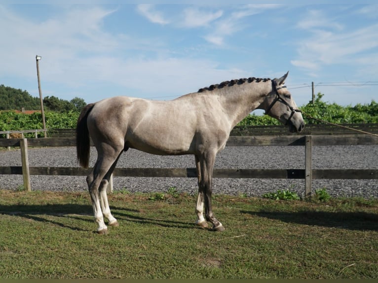 Lusitano Hengst 2 Jaar 160 cm Schimmel in Felgueiras, Porto