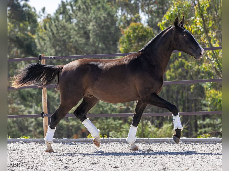 Lusitano Hengst 2 Jaar 160 cm Zwart in Caldas da Rainha