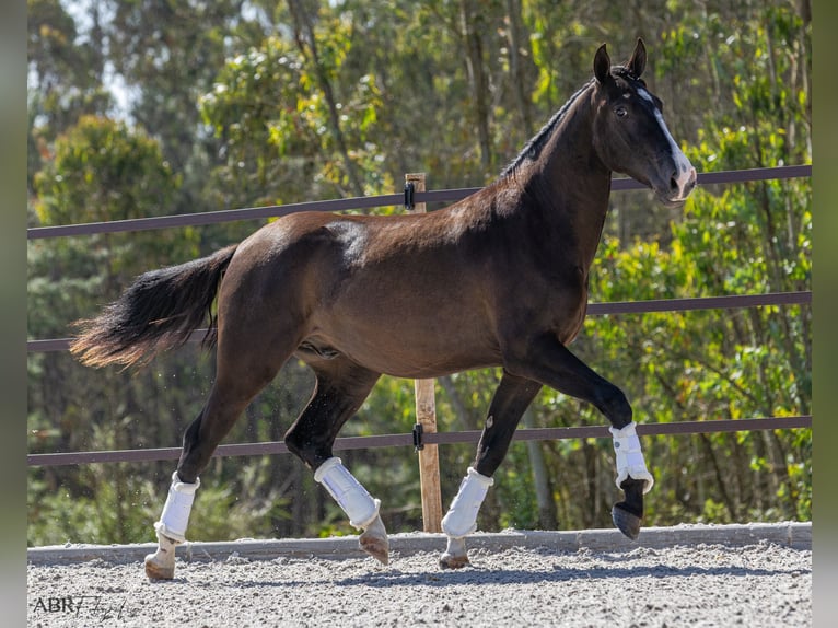 Lusitano Hengst 2 Jaar 160 cm Zwart in Caldas da Rainha