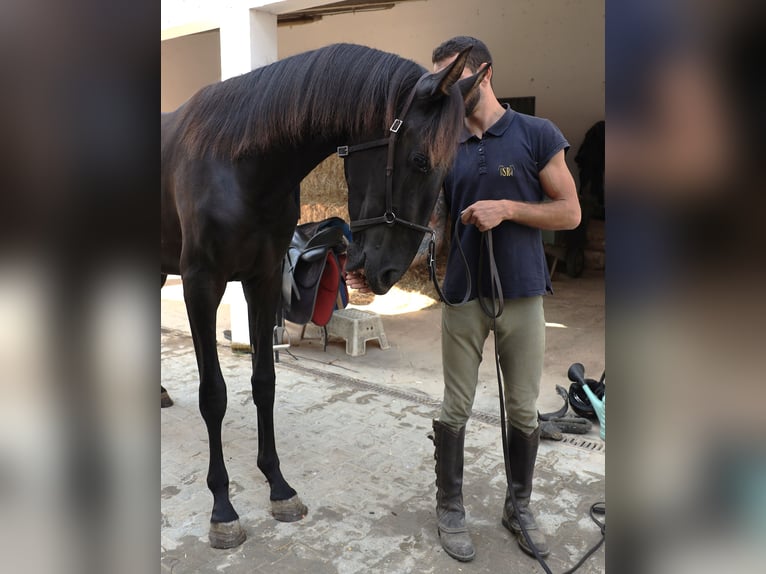Lusitano Hengst 2 Jaar 160 cm Zwart in Ribamar