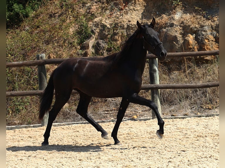 Lusitano Hengst 2 Jaar 160 cm Zwart in Ribamar