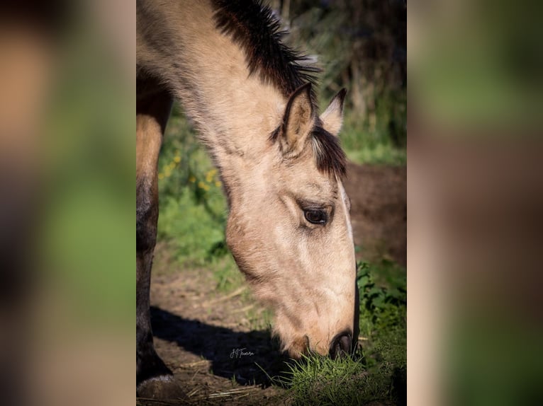 Lusitano Hengst 2 Jaar 161 cm Buckskin in Rio Maior