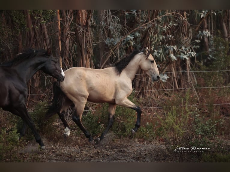 Lusitano Hengst 2 Jaar 161 cm Buckskin in Rio Maior
