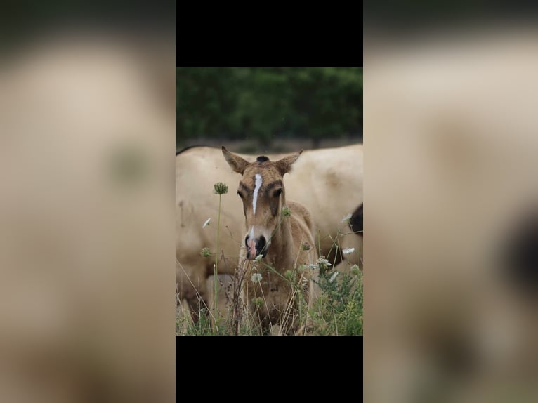 Lusitano Hengst 2 Jaar 161 cm Buckskin in Herborn