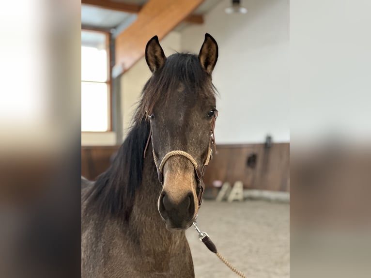Lusitano Hengst 2 Jaar 161 cm Falbe in Bedburg