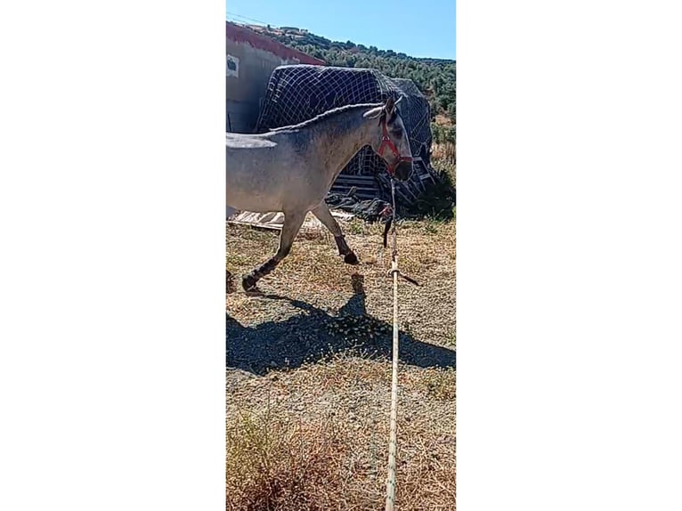 Lusitano Hengst 2 Jaar 161 cm Schimmel in Las Piñas