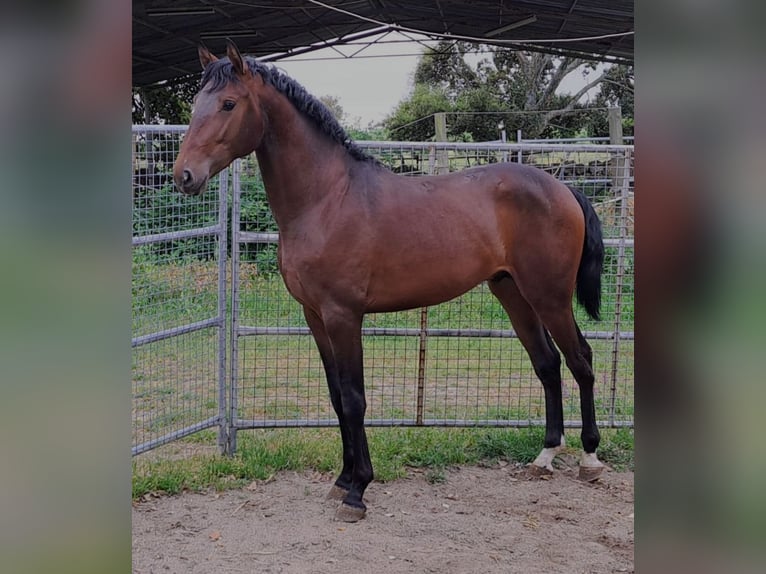 Lusitano Hengst 2 Jaar 162 cm Bruin in Castelo Branco