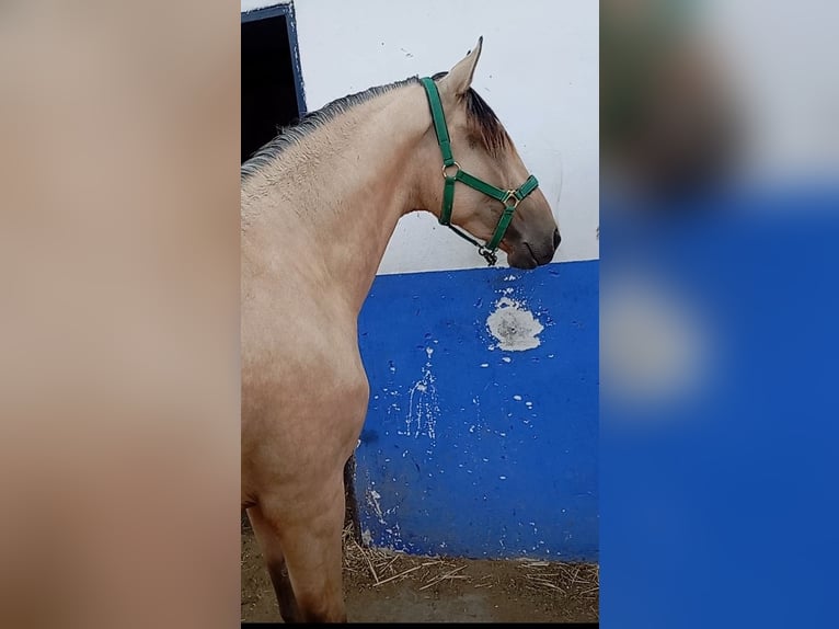 Lusitano Hengst 2 Jaar 162 cm Falbe in Alcala Del Valle