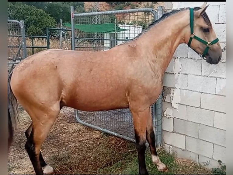 Lusitano Hengst 2 Jaar 162 cm Falbe in Alcala Del Valle