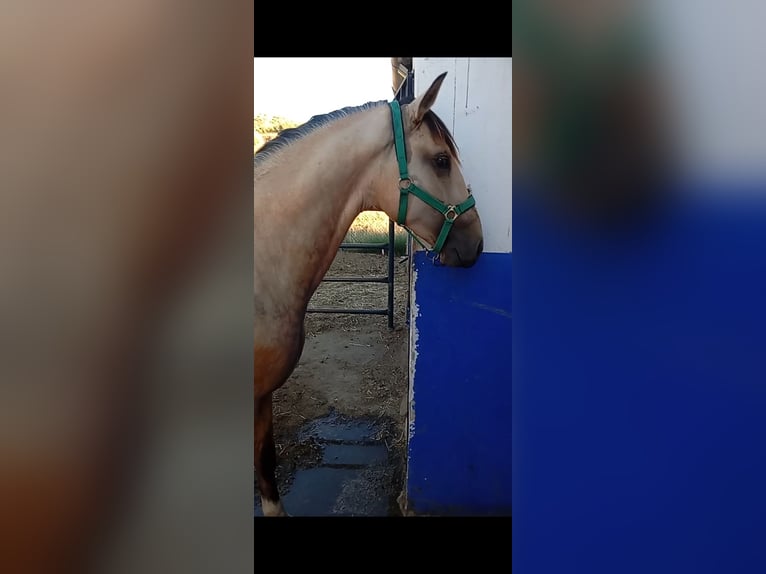 Lusitano Hengst 2 Jaar 162 cm Falbe in Alcala Del Valle