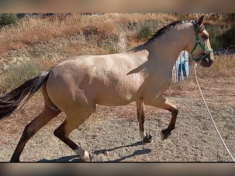 Lusitano Hengst 2 Jaar 162 cm Falbe in Alcala Del Valle