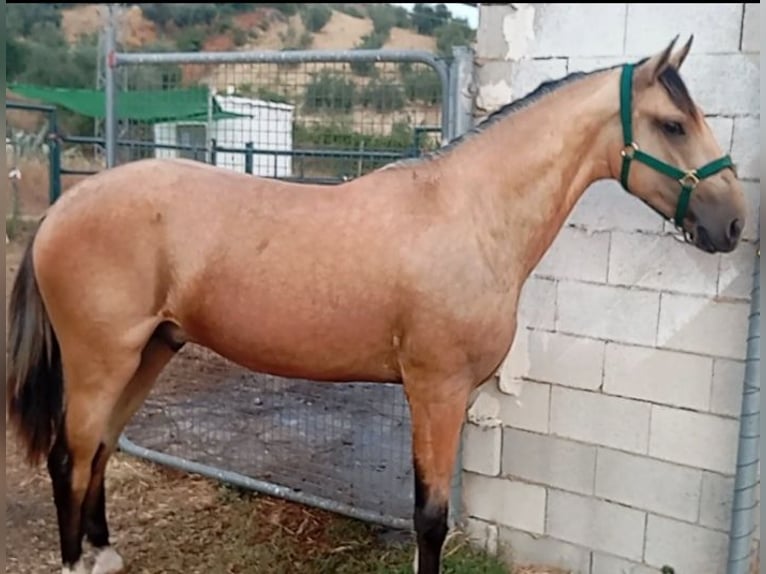 Lusitano Hengst 2 Jaar 162 cm Falbe in Alcala Del Valle