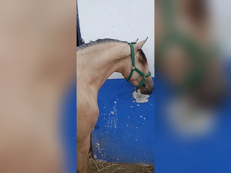 Lusitano Hengst 2 Jaar 162 cm Falbe in Alcala Del Valle