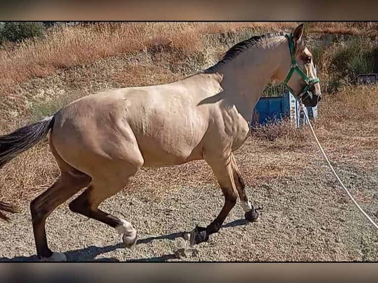 Lusitano Hengst 2 Jaar 162 cm Falbe in Alcala Del Valle