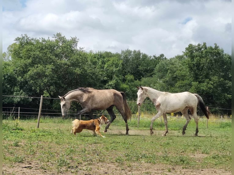 Lusitano Hengst 2 Jaar 162 cm Schimmel in Alès