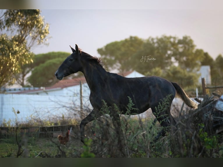 Lusitano Hengst 2 Jaar 162 cm Schimmel in Rio-Maior