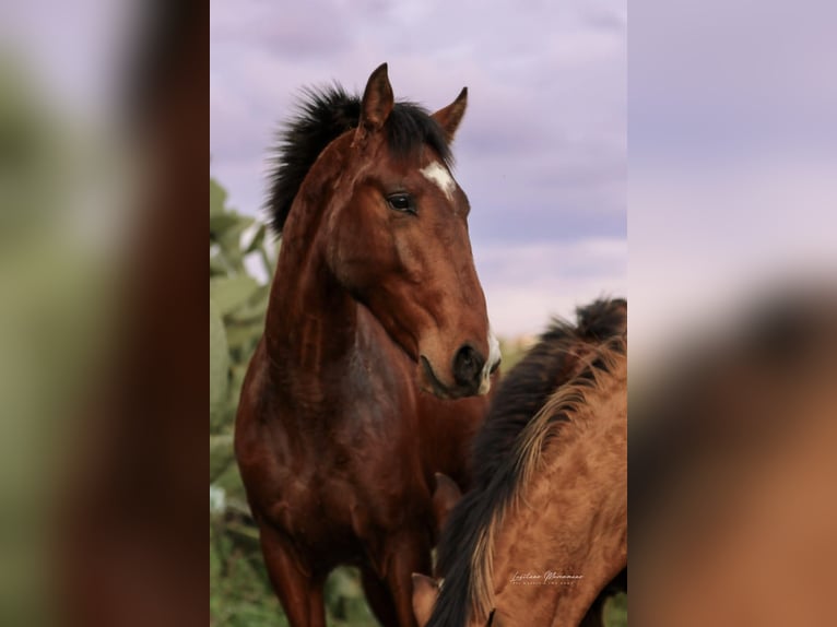 Lusitano Hengst 2 Jaar 163 cm Bruin in Rio Maior