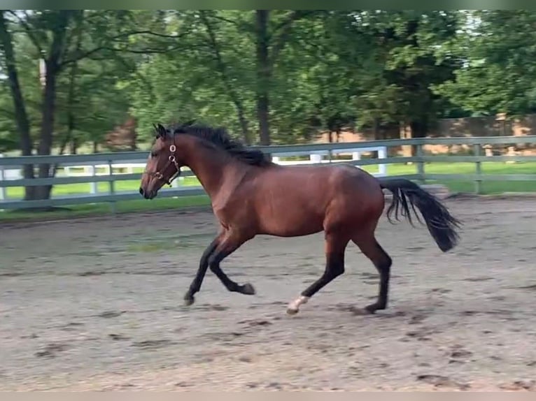 Lusitano Hengst 2 Jaar 163 cm Roodbruin in Stockton