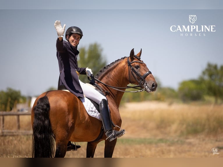 Lusitano Hengst 2 Jaar 163 cm Roodbruin in Stockton