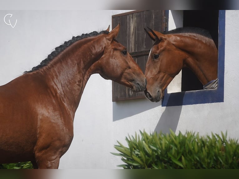 Lusitano Hengst 2 Jaar 163 cm Roodbruin in Agua Derramada