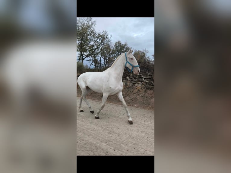 Lusitano Hengst 2 Jaar 163 cm Schimmel in Las Piñas