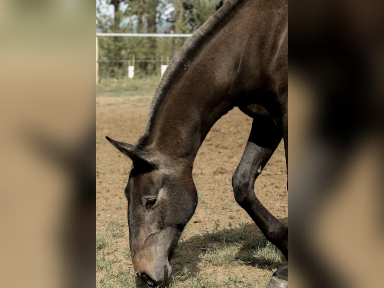 Lusitano Hengst 2 Jaar 163 cm Schimmel in GROSPIERRES