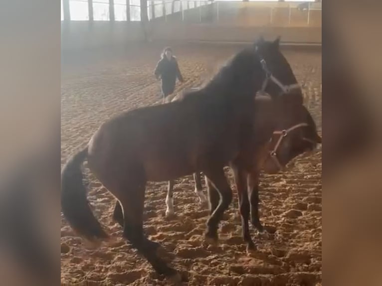 Lusitano Mix Hengst 2 Jaar 163 cm Zwartbruin in Filderstadt