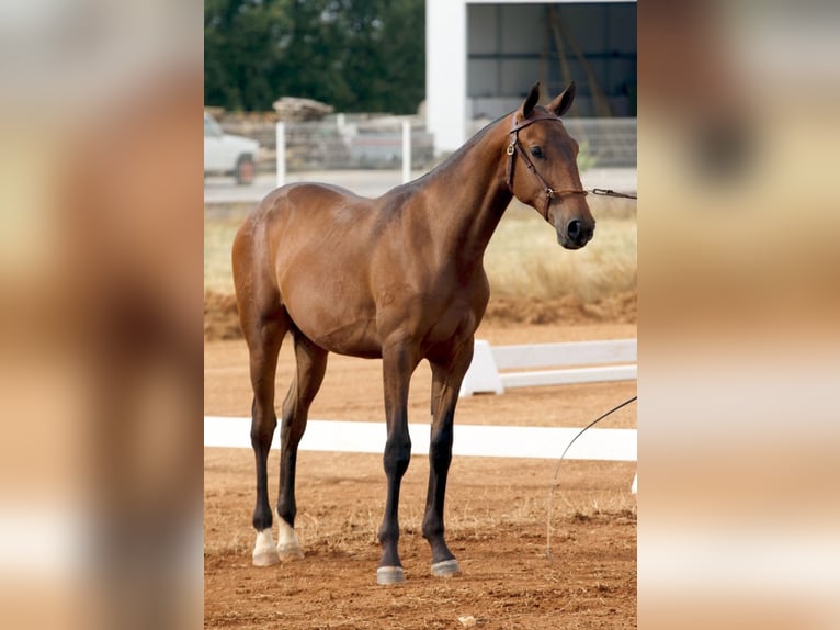 Lusitano Hengst 2 Jaar 164 cm Bruin in Hagen im Bremischen