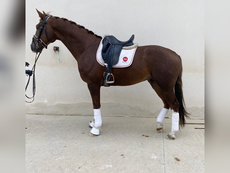 Lusitano Hengst 2 Jaar 164 cm Falbe in Serrada Valladolid