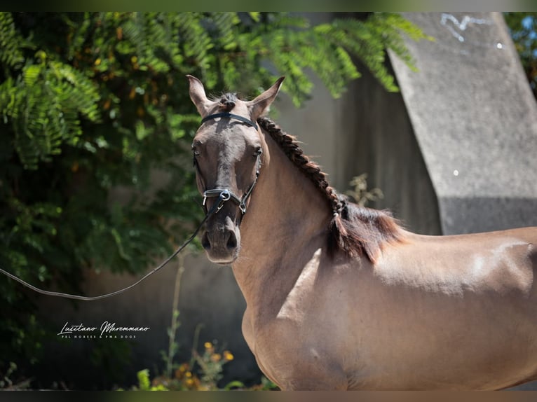 Lusitano Hengst 2 Jaar 164 cm Grullo in Ribeira de São João