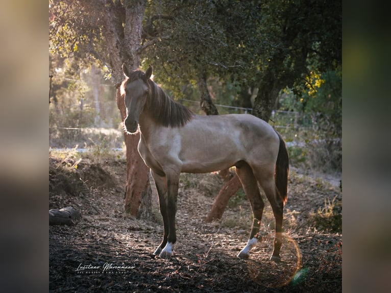 Lusitano Hengst 2 Jaar 164 cm Grullo in Ribeira de São João
