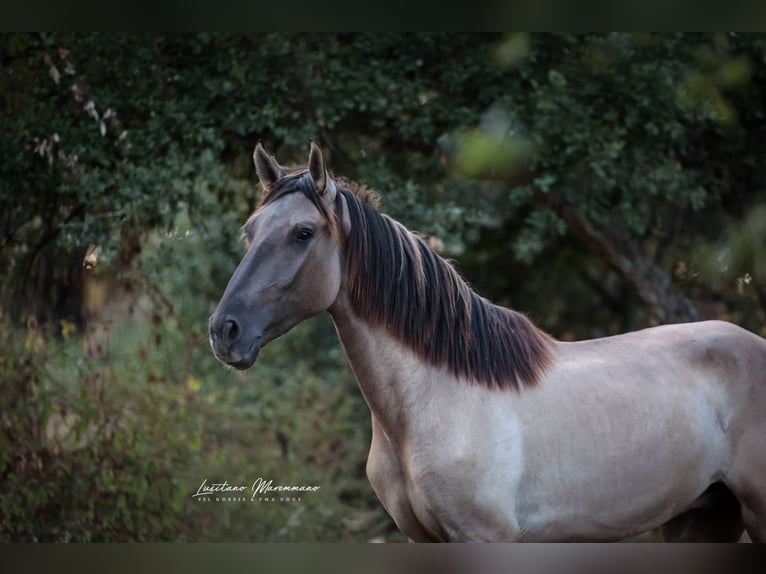 Lusitano Hengst 2 Jaar 164 cm Grullo in Ribeira de São João