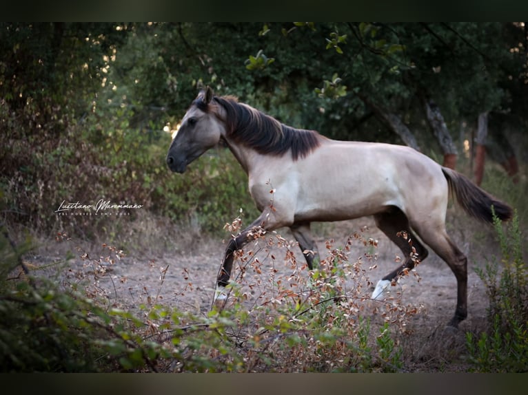 Lusitano Hengst 2 Jaar 164 cm Grullo in Ribeira de São João