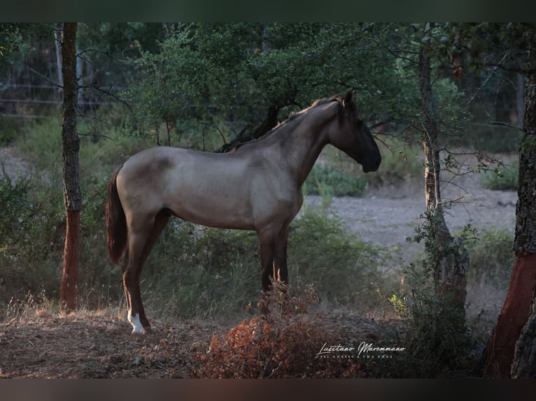 Lusitano Hengst 2 Jaar 164 cm Grullo in Ribeira de São João