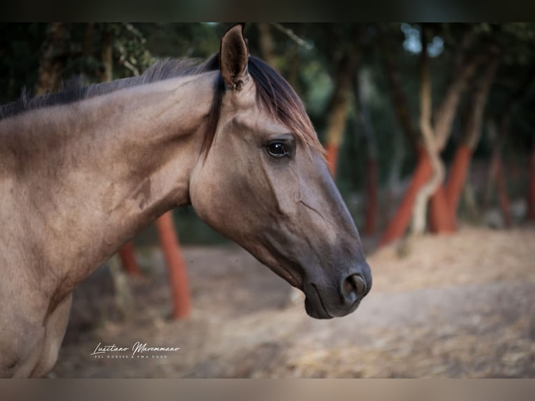 Lusitano Hengst 2 Jaar 164 cm Grullo in Ribeira de São João