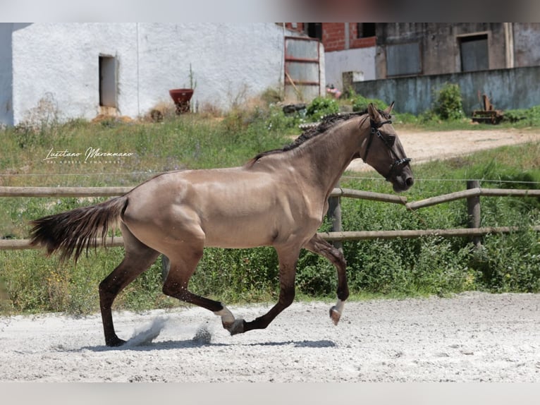 Lusitano Hengst 2 Jaar 164 cm Grullo in Rio Maior