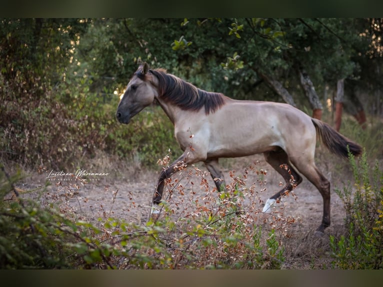 Lusitano Hengst 2 Jaar 164 cm Grullo in Rio Maior