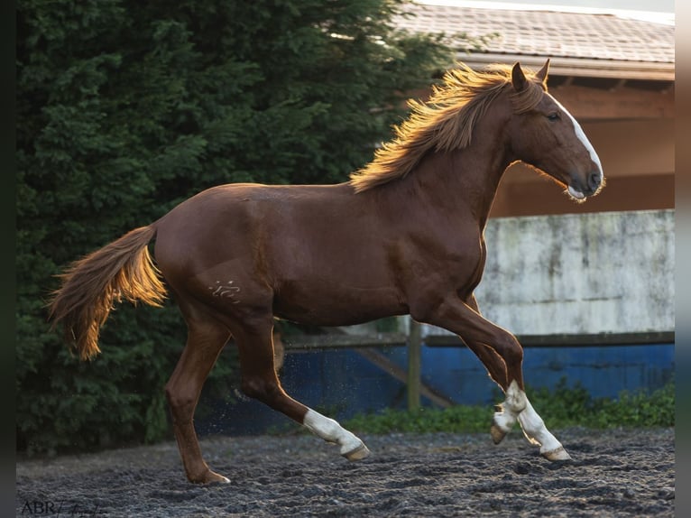 Lusitano Hengst 2 Jaar 164 cm Vos in Nogueira da Regedoura