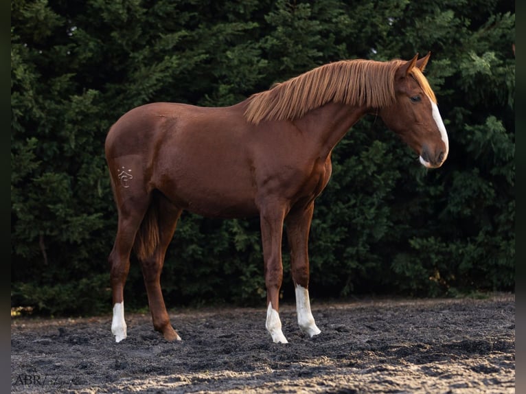 Lusitano Hengst 2 Jaar 164 cm Vos in Nogueira da Regedoura