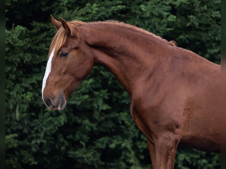 Lusitano Hengst 2 Jaar 164 cm Vos in Nogueira da Regedoura